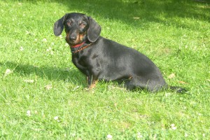 SAMSUNG DIGITAL CAMERA