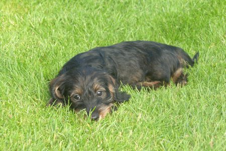 SAMSUNG DIGITAL CAMERA