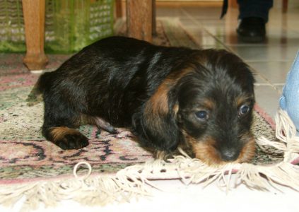 SAMSUNG DIGITAL CAMERA