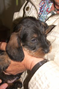 SAMSUNG DIGITAL CAMERA