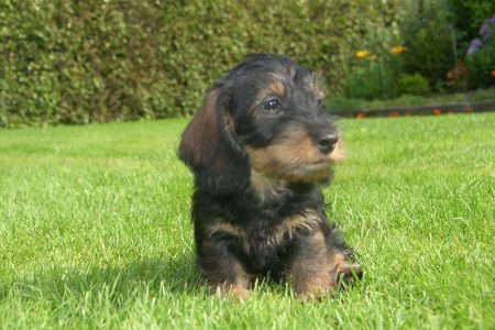 SAMSUNG DIGITAL CAMERA