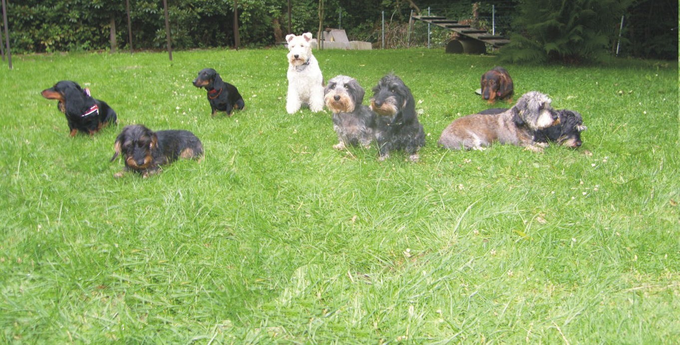 Hundeplatz zugeschnitten