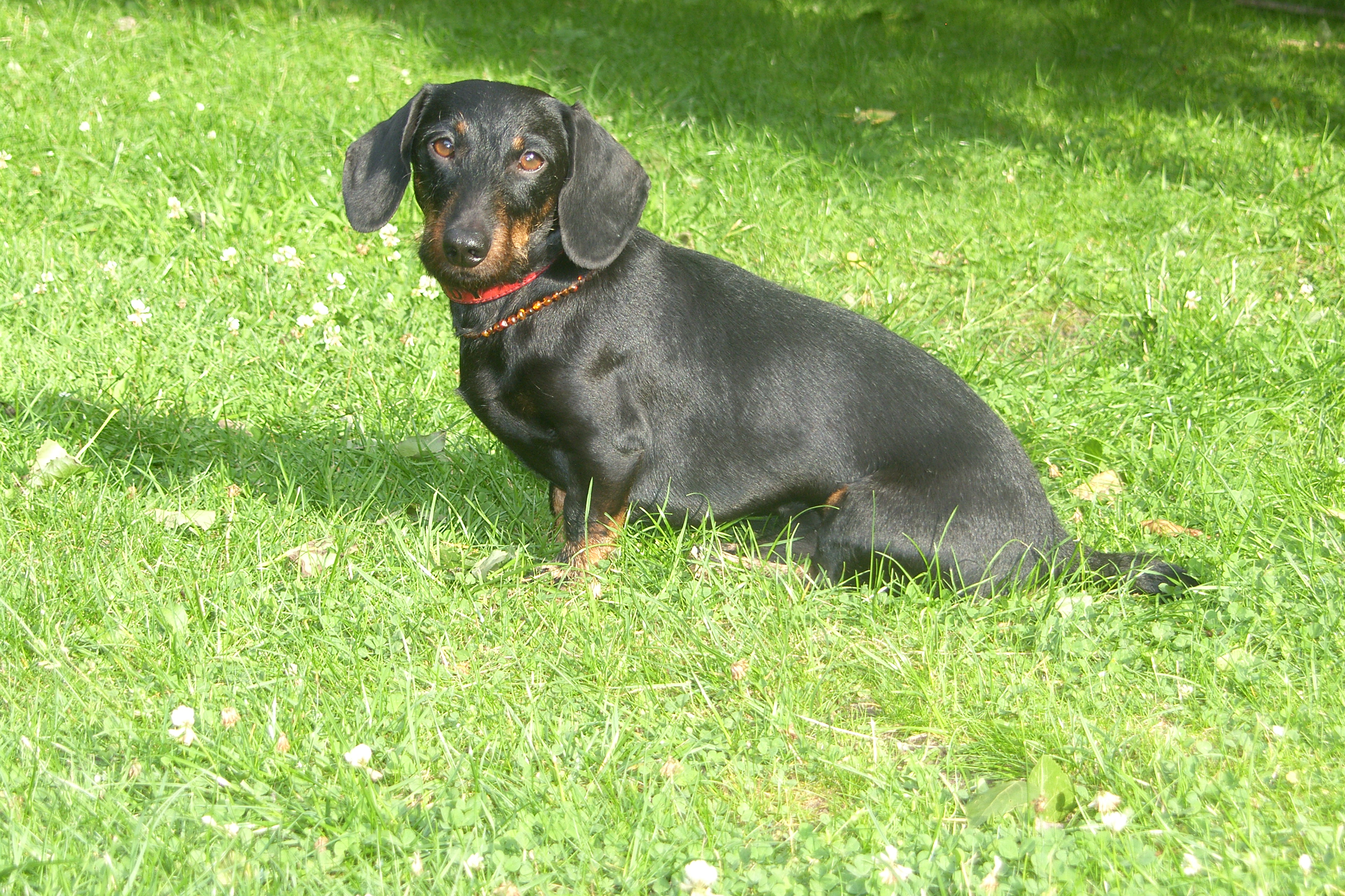 SAMSUNG DIGITAL CAMERA