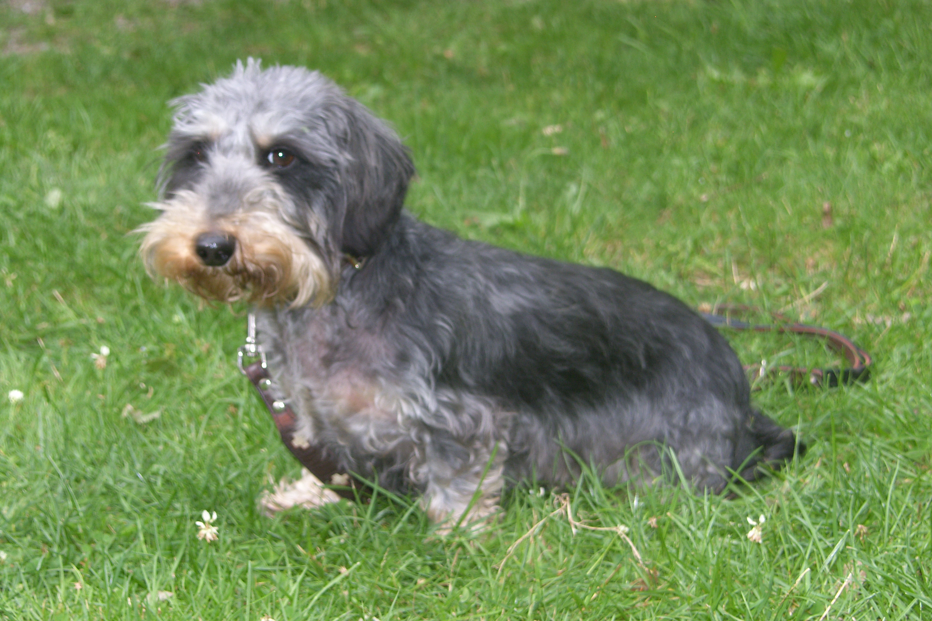 Kleiner Dackel ganz gross!