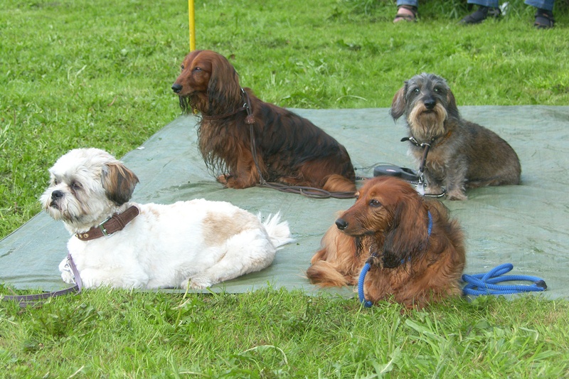 SAMSUNG DIGITAL CAMERA