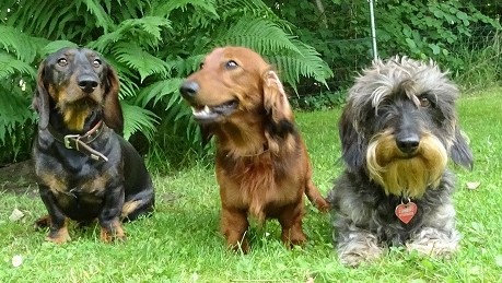 3-Dackelarten verkleinert